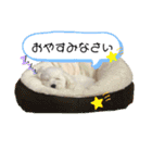 MAME  mania（個別スタンプ：3）