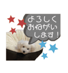 MAME  mania（個別スタンプ：12）