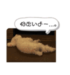 MAME  mania（個別スタンプ：13）