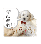 MAME  mania（個別スタンプ：15）