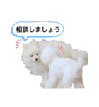 MAME  mania（個別スタンプ：16）