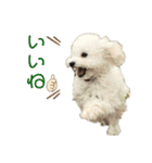 MAME  mania（個別スタンプ：17）