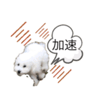 MAME  mania（個別スタンプ：19）