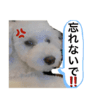 MAME  mania（個別スタンプ：20）