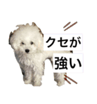 MAME  mania（個別スタンプ：21）