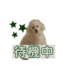 MAME  mania（個別スタンプ：22）