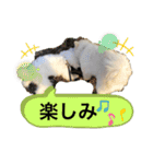 MAME  mania（個別スタンプ：23）