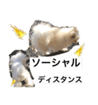 MAME  mania（個別スタンプ：26）