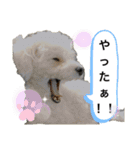 MAME  mania（個別スタンプ：27）
