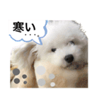 MAME  mania（個別スタンプ：32）
