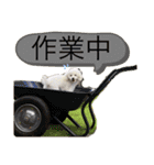 MAME  mania（個別スタンプ：35）