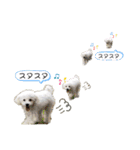 MAME  mania（個別スタンプ：36）