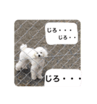 MAME  mania（個別スタンプ：40）