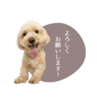 ちゃちゃまる君ー♡パート4【リアル犬ver】（個別スタンプ：1）