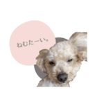 ちゃちゃまる君ー♡パート4【リアル犬ver】（個別スタンプ：4）