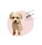ちゃちゃまる君ー♡パート4【リアル犬ver】（個別スタンプ：5）