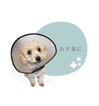 ちゃちゃまる君ー♡パート4【リアル犬ver】（個別スタンプ：25）