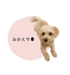ちゃちゃまる君ー♡パート4【リアル犬ver】（個別スタンプ：31）