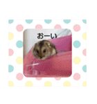 ハムスターのチップ君だよ（個別スタンプ：7）