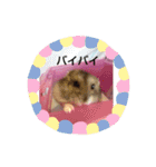 ハムスターのチップ君だよ（個別スタンプ：8）