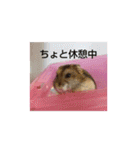 ハムスターのチップ君だよ（個別スタンプ：20）