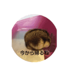 ハムスターのチップ君だよ（個別スタンプ：23）