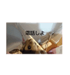 ハムスターのチップ君だよ（個別スタンプ：29）