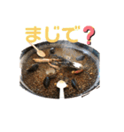 食べ物スタンプ3スリー（個別スタンプ：11）