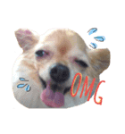 coco ＆ libu stamp ⑴（個別スタンプ：6）
