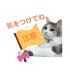 3匹のウチのにゃんこ（個別スタンプ：6）