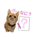 3匹のウチのにゃんこ（個別スタンプ：7）