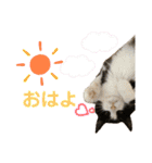3匹のウチのにゃんこ（個別スタンプ：8）