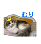 3匹のウチのにゃんこ（個別スタンプ：9）