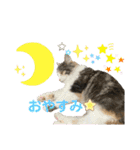 3匹のウチのにゃんこ（個別スタンプ：12）