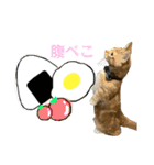 3匹のウチのにゃんこ（個別スタンプ：13）