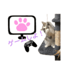 3匹のウチのにゃんこ（個別スタンプ：21）