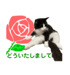 3匹のウチのにゃんこ（個別スタンプ：23）