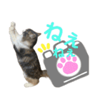 3匹のウチのにゃんこ（個別スタンプ：27）