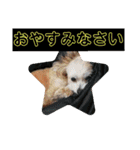 youmoco3（個別スタンプ：5）