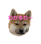 ひなふく②（個別スタンプ：9）