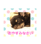 ♡ちわわ♡ちょびたんの毎日スタンプ（個別スタンプ：2）