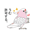 貴方の子もきっと見つかる！インコスタンプ（個別スタンプ：10）