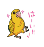 貴方の子もきっと見つかる！インコスタンプ（個別スタンプ：21）