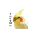 かわいいオカメインコだよ（個別スタンプ：2）