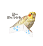 かわいいオカメインコだよ（個別スタンプ：26）