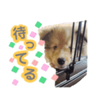 シェルティのmintoくん（個別スタンプ：6）