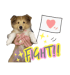 シェルティのmintoくん（個別スタンプ：7）