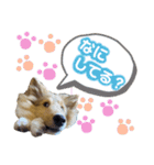 シェルティのmintoくん（個別スタンプ：9）