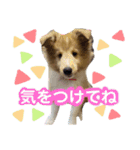 シェルティのmintoくん（個別スタンプ：14）