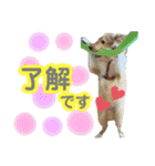 シェルティのmintoくん（個別スタンプ：16）